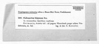 Cladosporium fuligineum image
